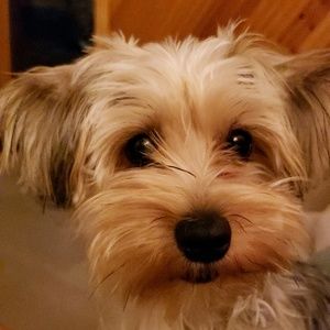 Meet your Posher, Sasha